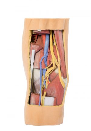 Popliteal Fossa Distal Thigh and Proximal Leg - Image 3