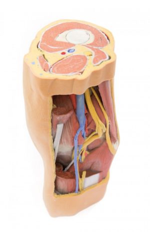 Popliteal Fossa Distal Thigh and Proximal Leg - Image 4