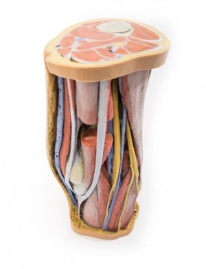 Popliteal Fossa - Image 2