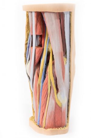 Popliteal Fossa - Image 3