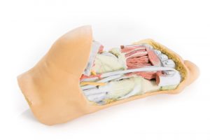 Foot Deep Plantar Structures - Image 3