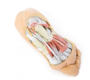 Foot Deep Plantar Structures - Image 4