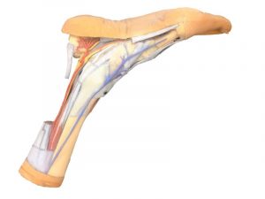 Foot Superficial and Deep Structures of the Leg and Foot - Image 2