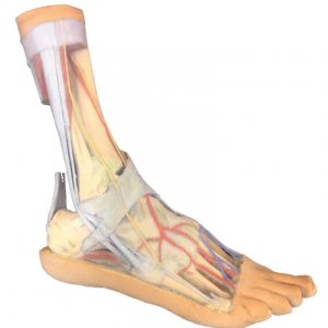 Foot Superficial and Deep Structures of the Leg and Foot