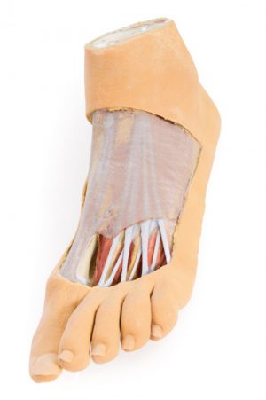 Foot Plantar Surface Superficial Dissection on the Dorsum AM01125 - Image 2