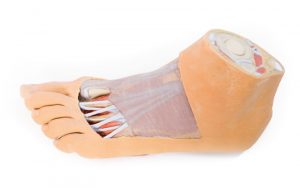 Foot Plantar Surface Superficial Dissection on the Dorsum AM01125 - Image 3