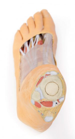 Foot Plantar Surface Superficial Dissection on the Dorsum - Image 4