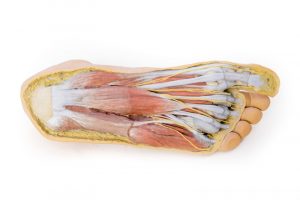 Foot Plantar Surface Superficial Dissection on the Dorsum - Image 5