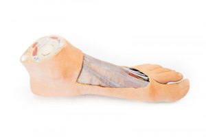 Foot Plantar Surface Superficial Dissection on the Dorsum - Image 6