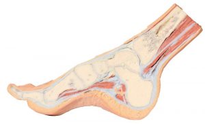 Foot Parasagittal Cross Section