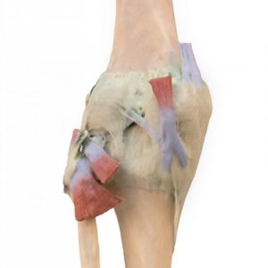 Knee Joint Extended