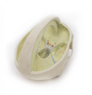 Dural Skull - Image 2