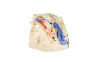 Temporal Bone Model Set of 3 - Image 3