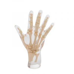 X Ray Phantom Hand Transparent Real One