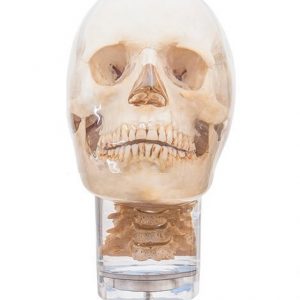 X ray and CBCT Dental Head Phantom with Cervical Vertebrae Transparent