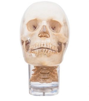 X ray and CBCT Dental Head Phantom with Cervical Vertebrae Transparent