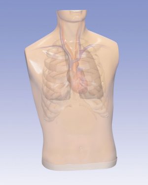 Auscultation Simulator - Image 3