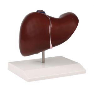 Liver Model with Gallbladder