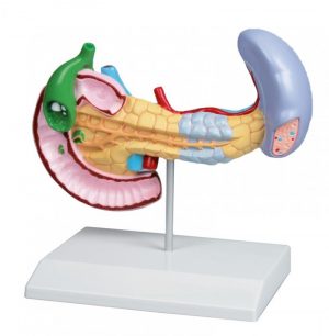Diseases of Pancreas Spleen Gall Bladder