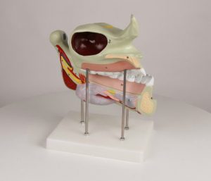 Upper and Lower Jaw Model