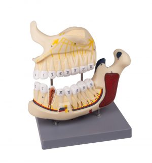 Upper and Lower Jaw Model