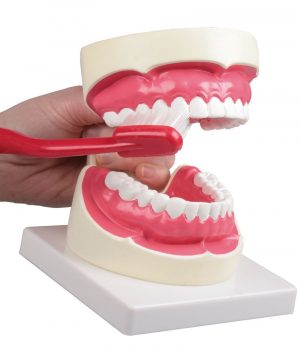 Oral Hygiene Model 1.5 Times Life Size - Image 2