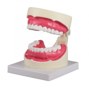 Oral Hygiene Model 1.5 Times Life Size