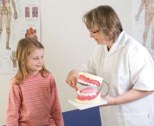 Oral Hygiene Model 3 Times Life Size - Image 2