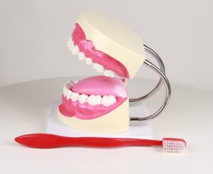 Oral Hygiene Model 3 Times Life Size - Image 3