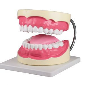 Oral Hygiene Model 3 Times Life Size