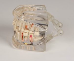Clear Human Jaw with Teeth