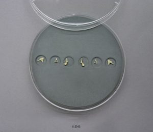 Ear Ossicles Set