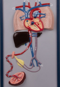 Foetal Circulation