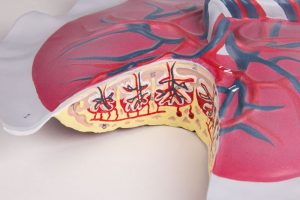Placental Circulation