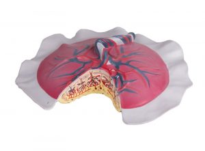Placental Circulation