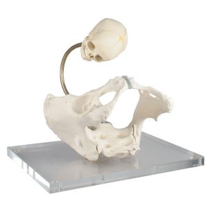 Pelvis for Demonstration of Birth Canal