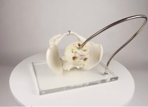 Pelvis for Demonstration of Birth Canal - Image 3