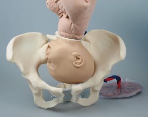 Female Pelvis with Fetus Doll - Image 2