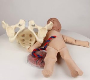 Female Pelvis with Fetus Doll