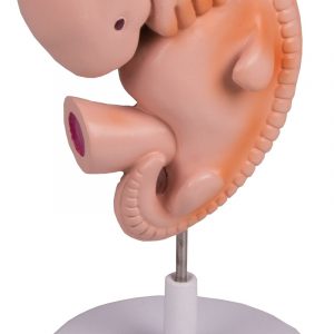 Human Embryo 4 Weeks