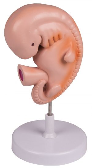 Human Embryo 4 Weeks