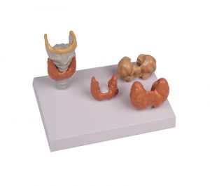 Thyroid Diseases
