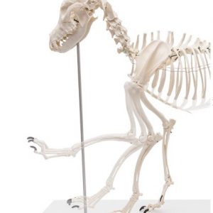 Dog Skeleton Life Size