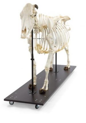 Cow Skeleton Bos Taurus - Image 2