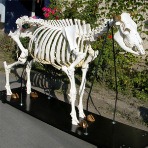Cow Skeleton Bos Taurus