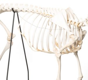 Domestic Sheep Skeleton Ovis Aries Male Specimen - Image 2