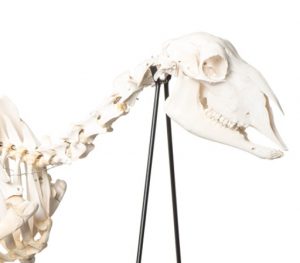 Domestic Sheep Skeleton Ovis Aries Male Specimen - Image 3