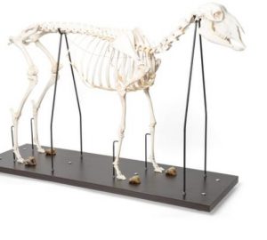 Domestic Sheep Skeleton Ovis Aries Male Specimen