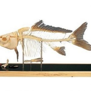 Fish Skeleton Carp