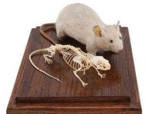 Mouse Skeleton and Stuffed Mouse